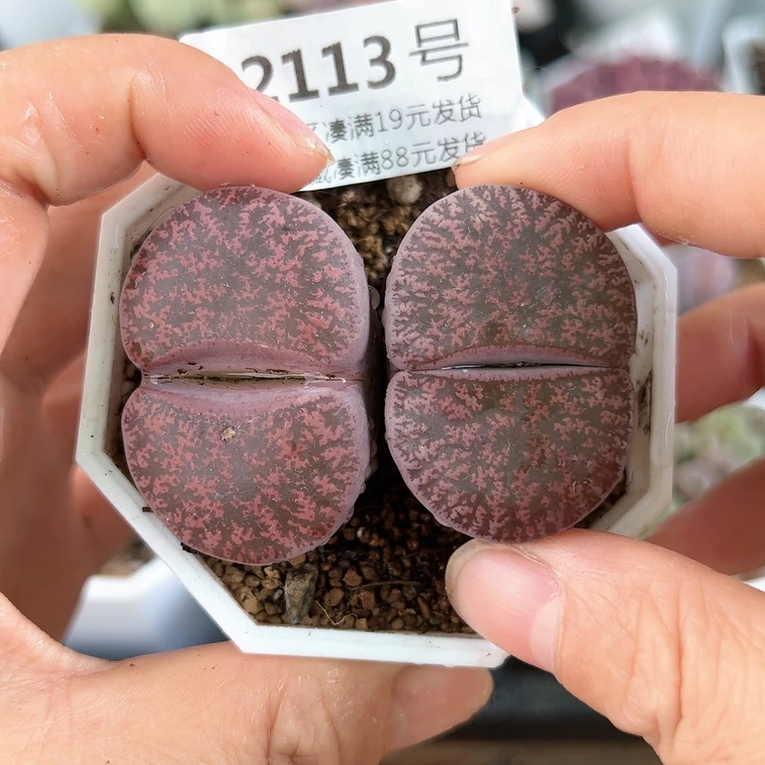 好养易活生石花大母本2113