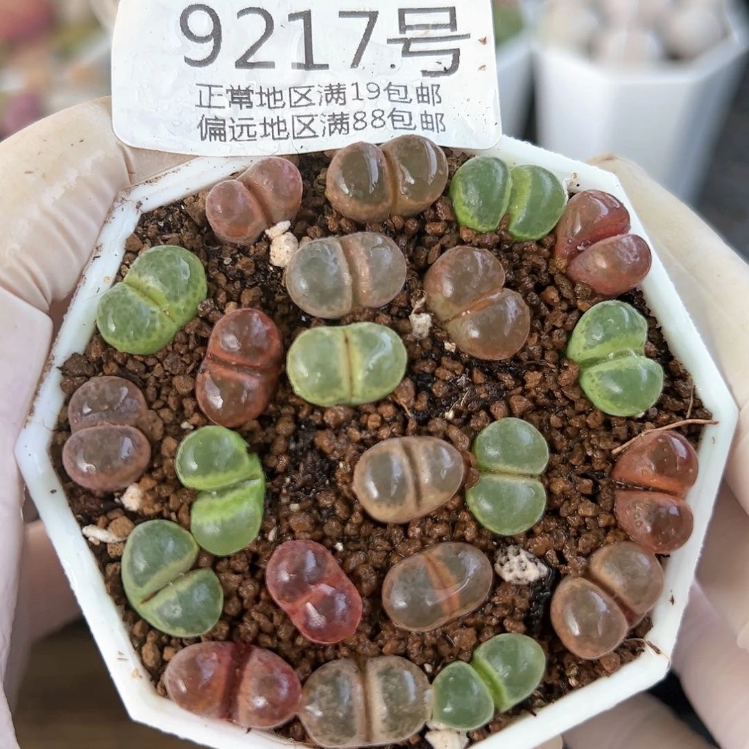 好养易活生石花大母本9217
