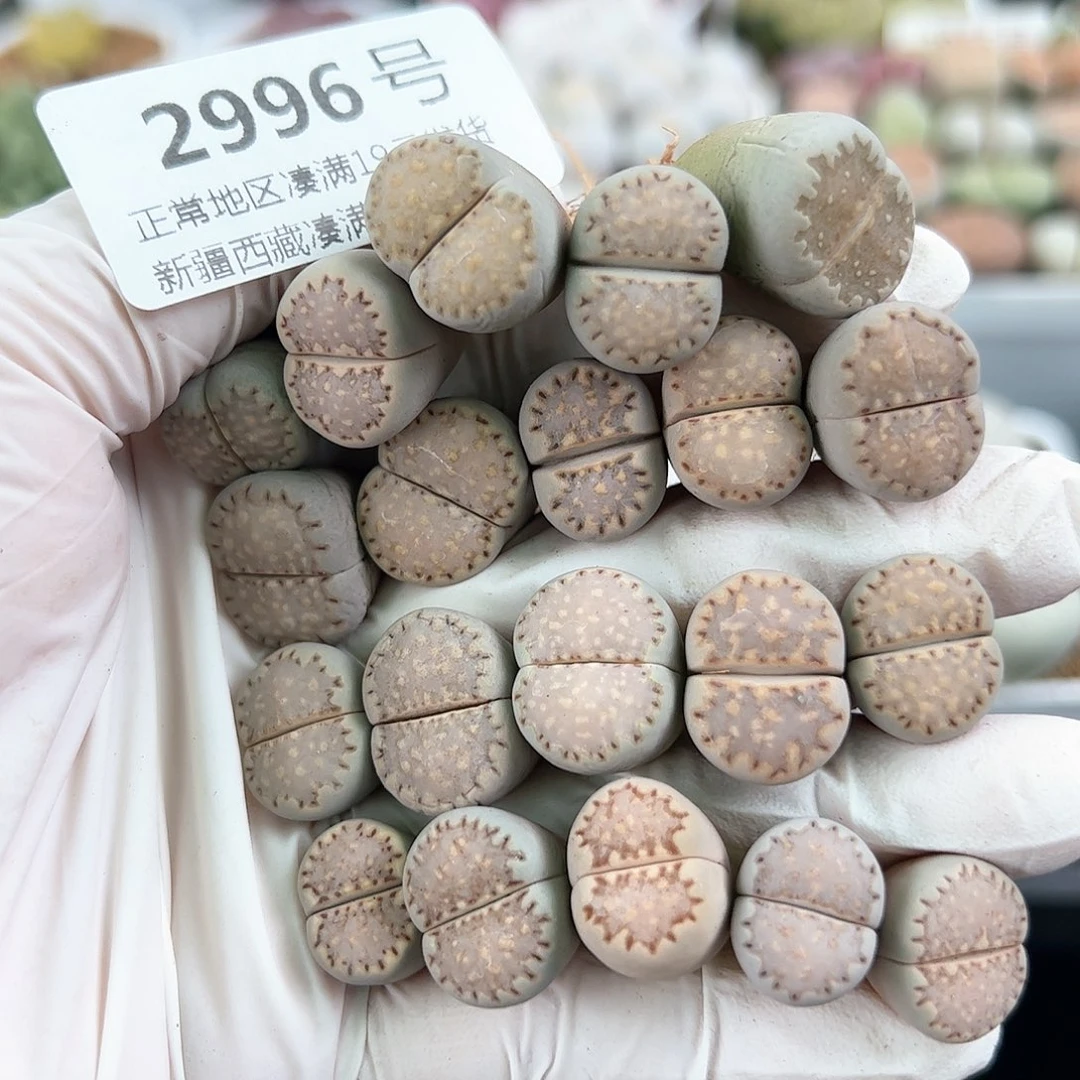 2996饼干20颗1.5cm左右处理了