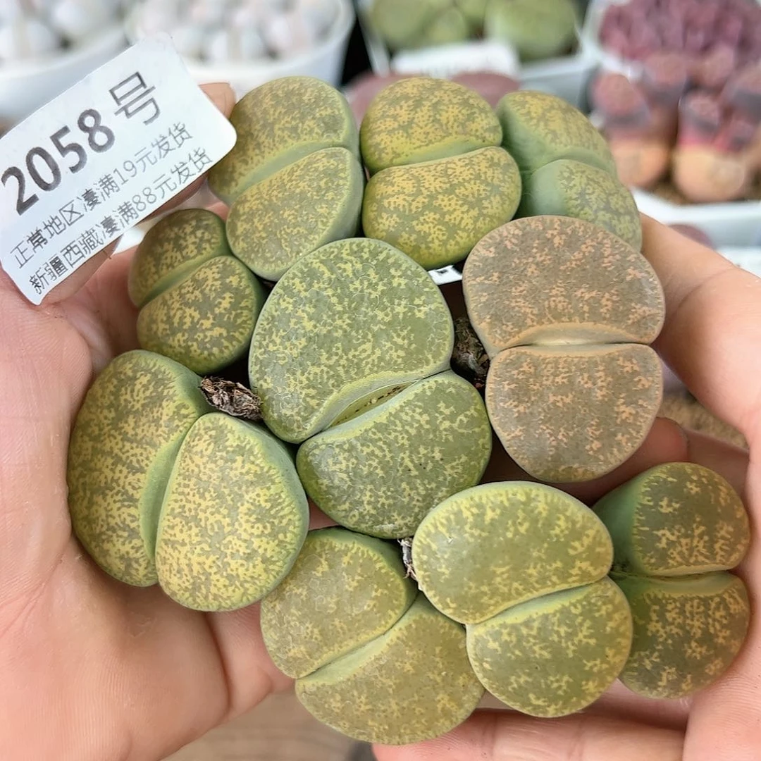 2058绿紫熏大单头10颗2.5-4cm