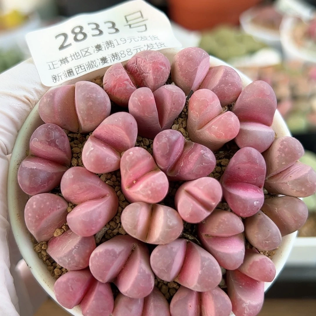 好养易活生石花大母本2833