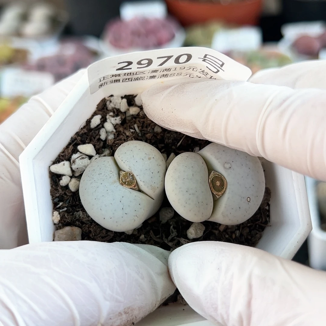 好养易活生石花大母本2970