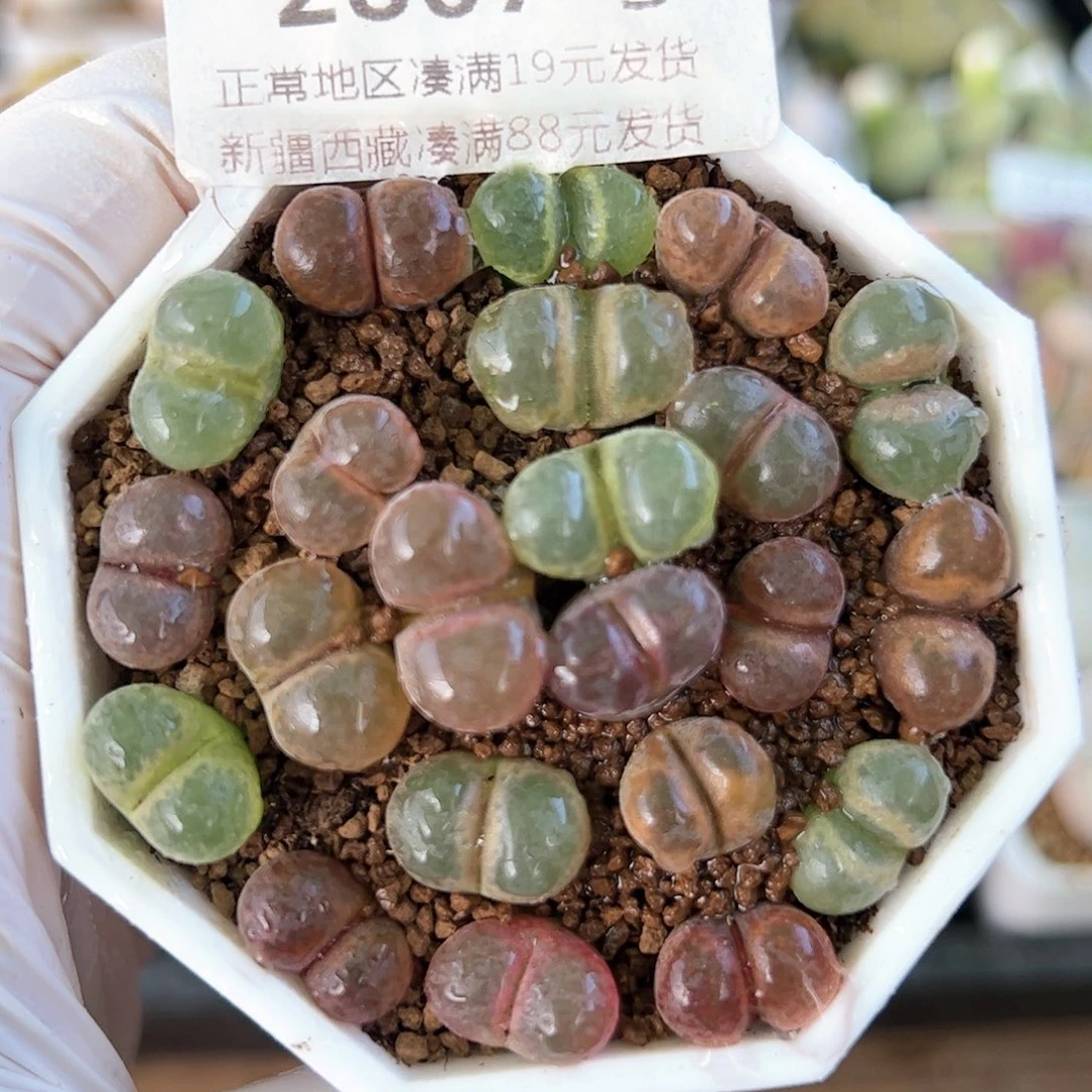 好养易活生石花大母本2867共22颗