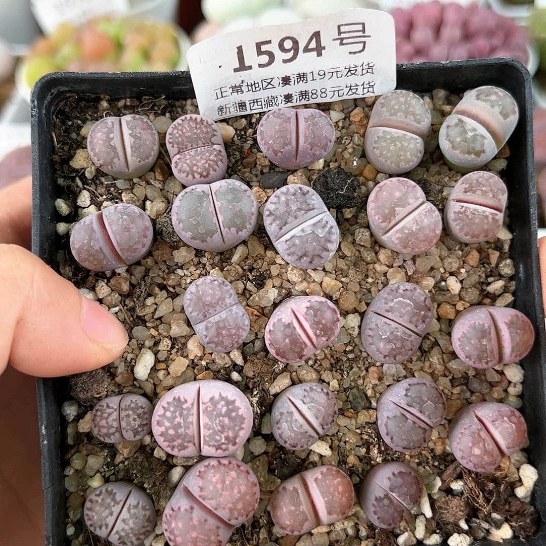 好养易活生石花大母本1594有点徒