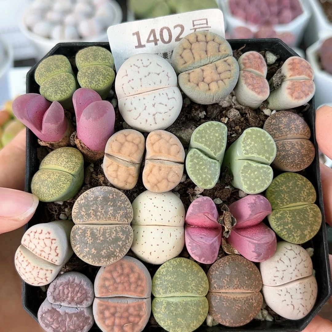 好养易活生石花大母本1402