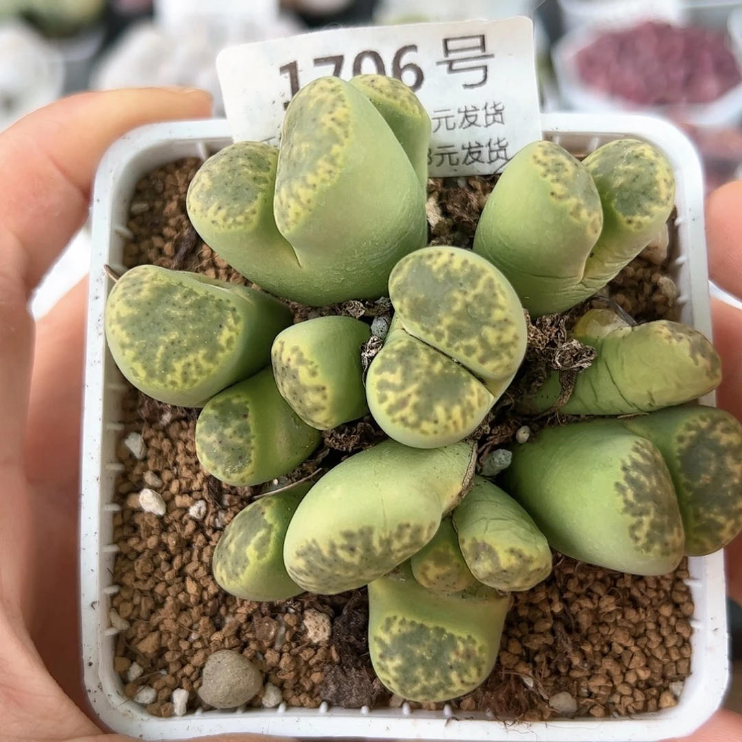 好养易活生石花大母本1706