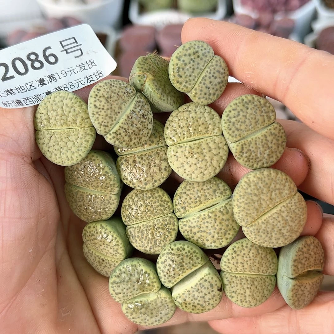 好养易活生石花大母本2086