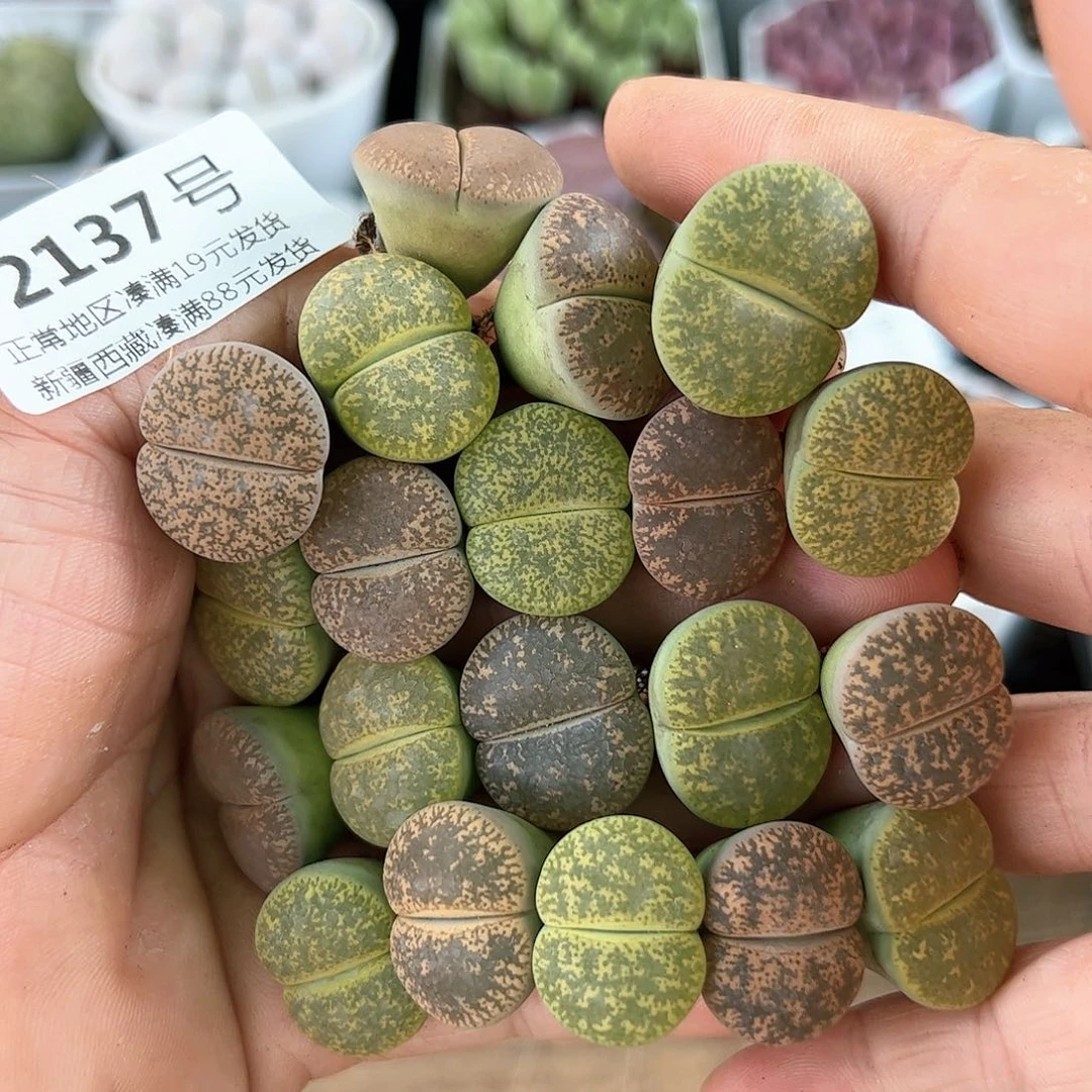 好养易活生石花大母本2137