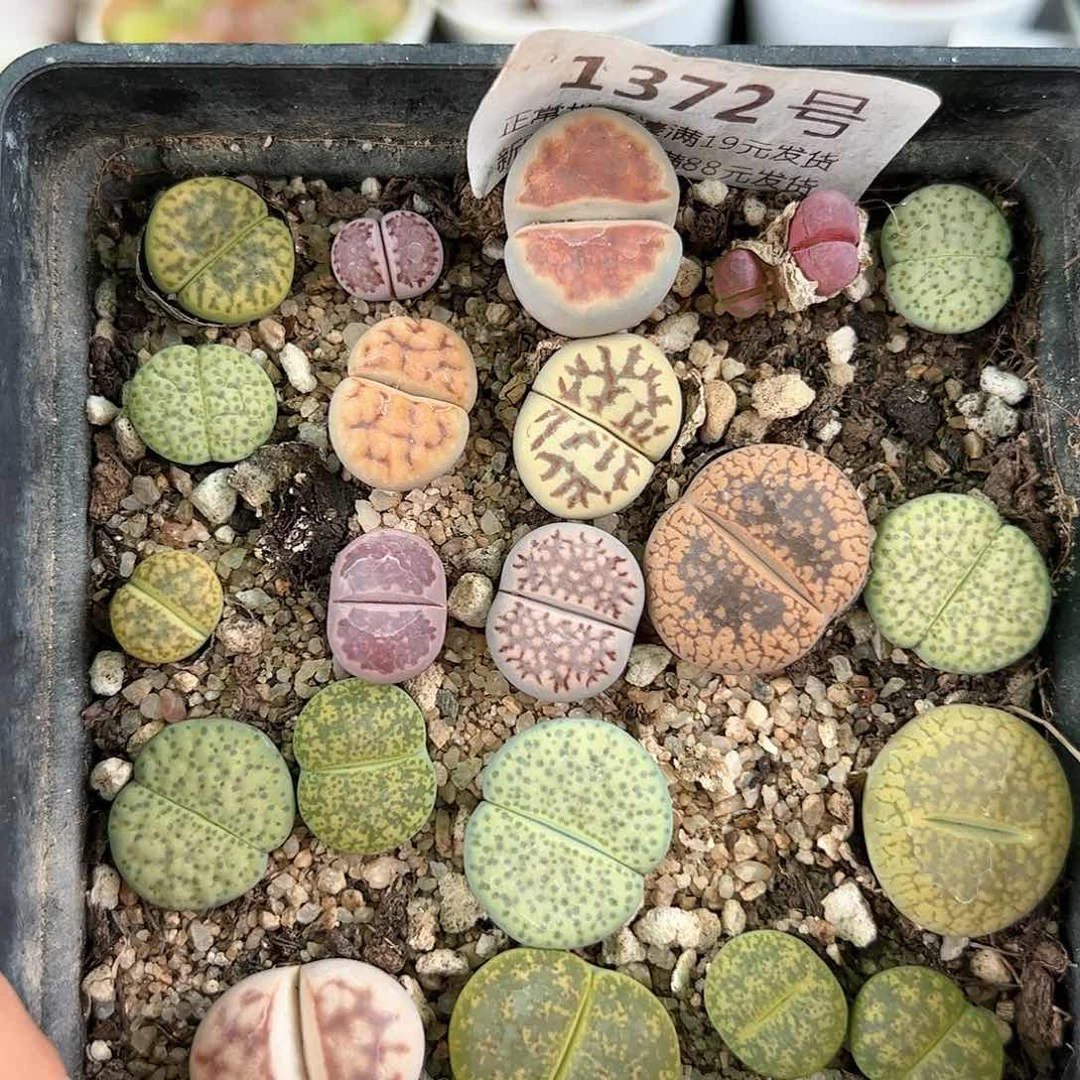 好养易活生石花大母本1372