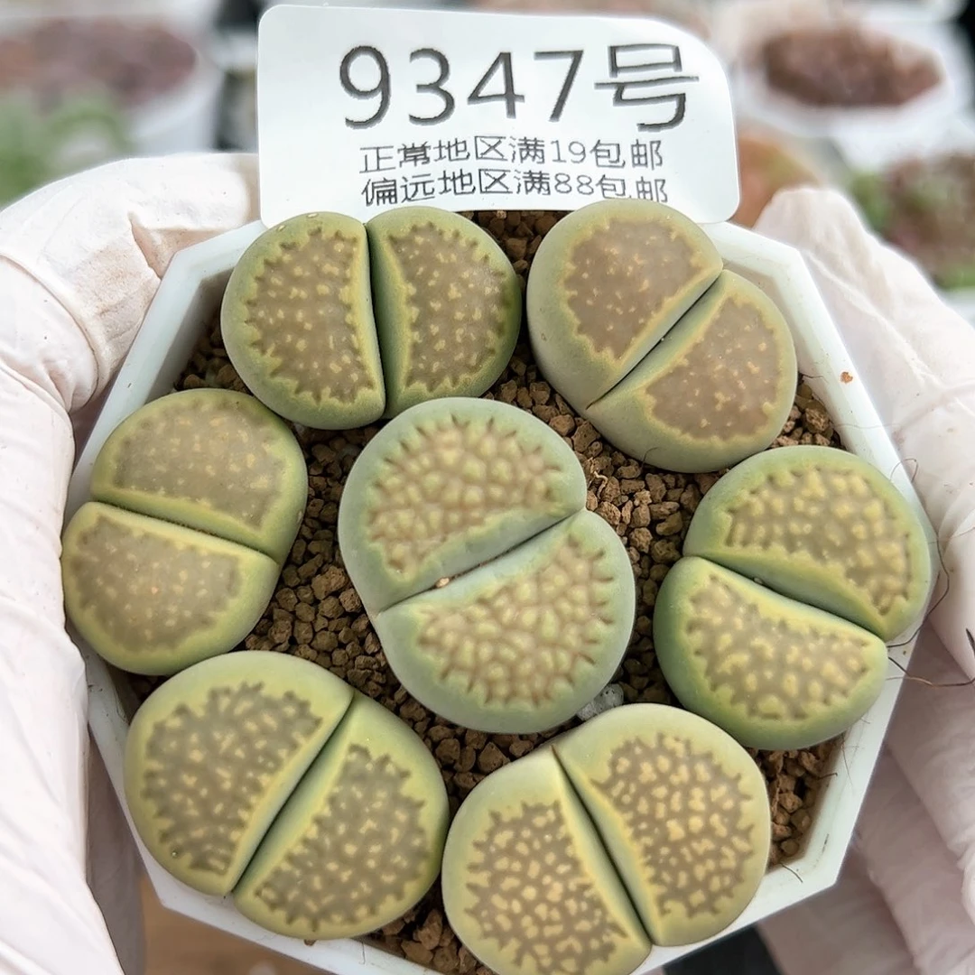 好养易活生石花大母本9347