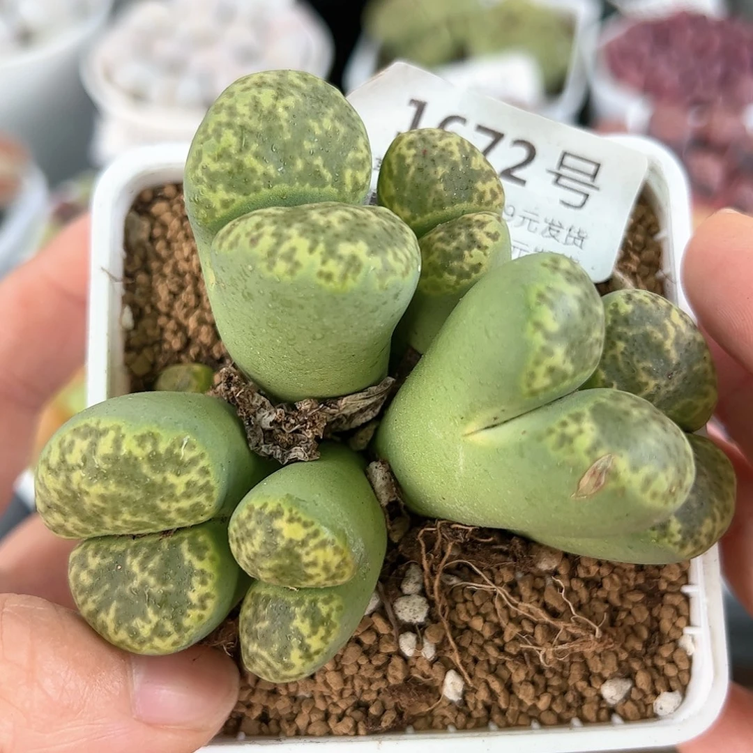 好养易活生石花大母本1672
