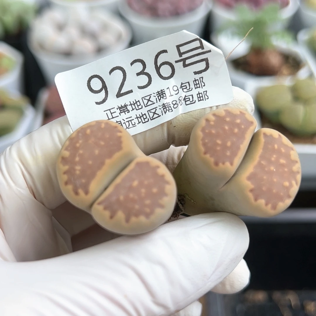 好养易活生石花大母本9236