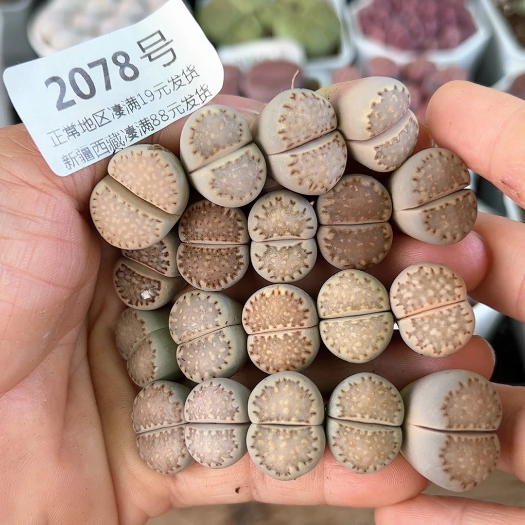 好养易活生石花大母本2078