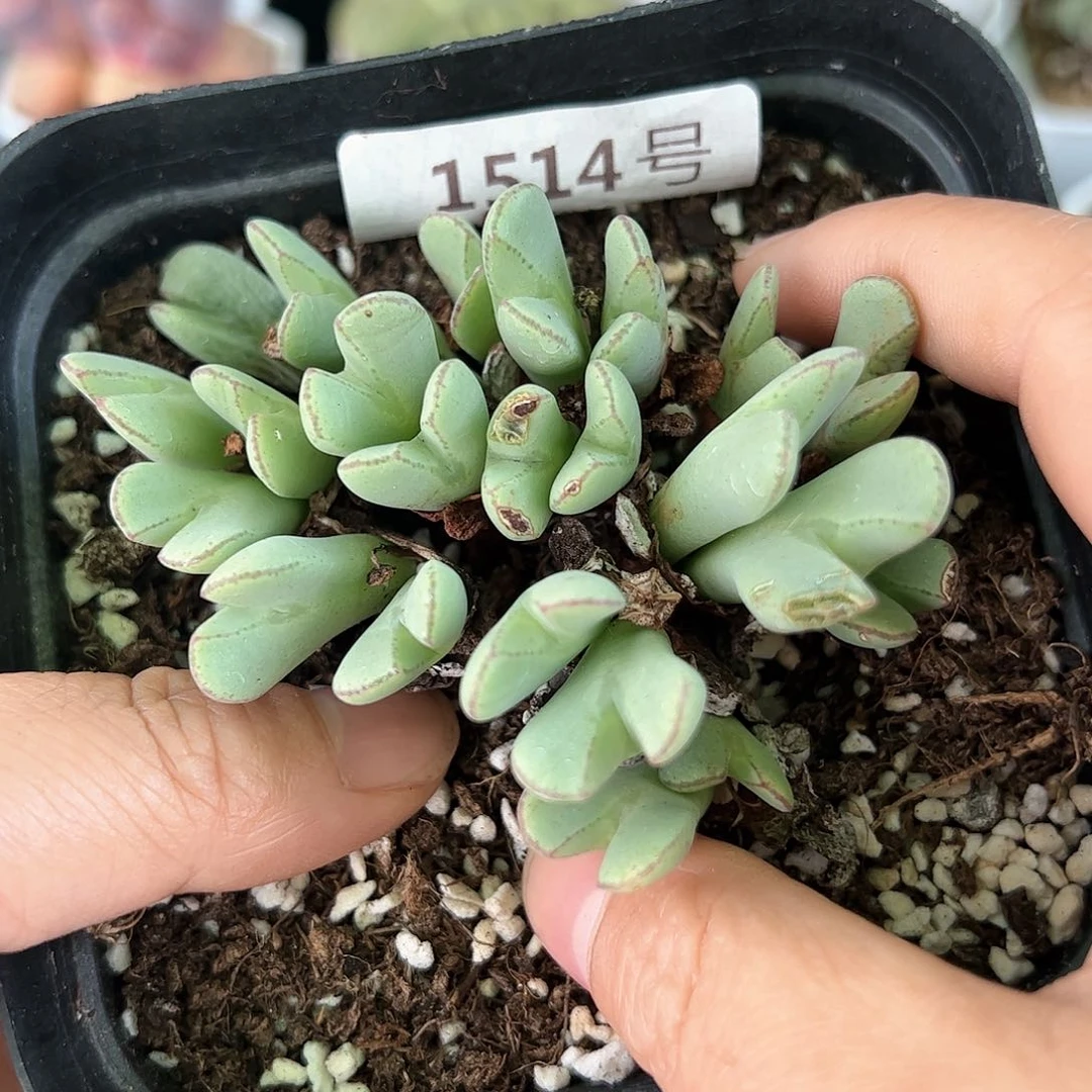 好养易活生石花大母本1514老伤特价