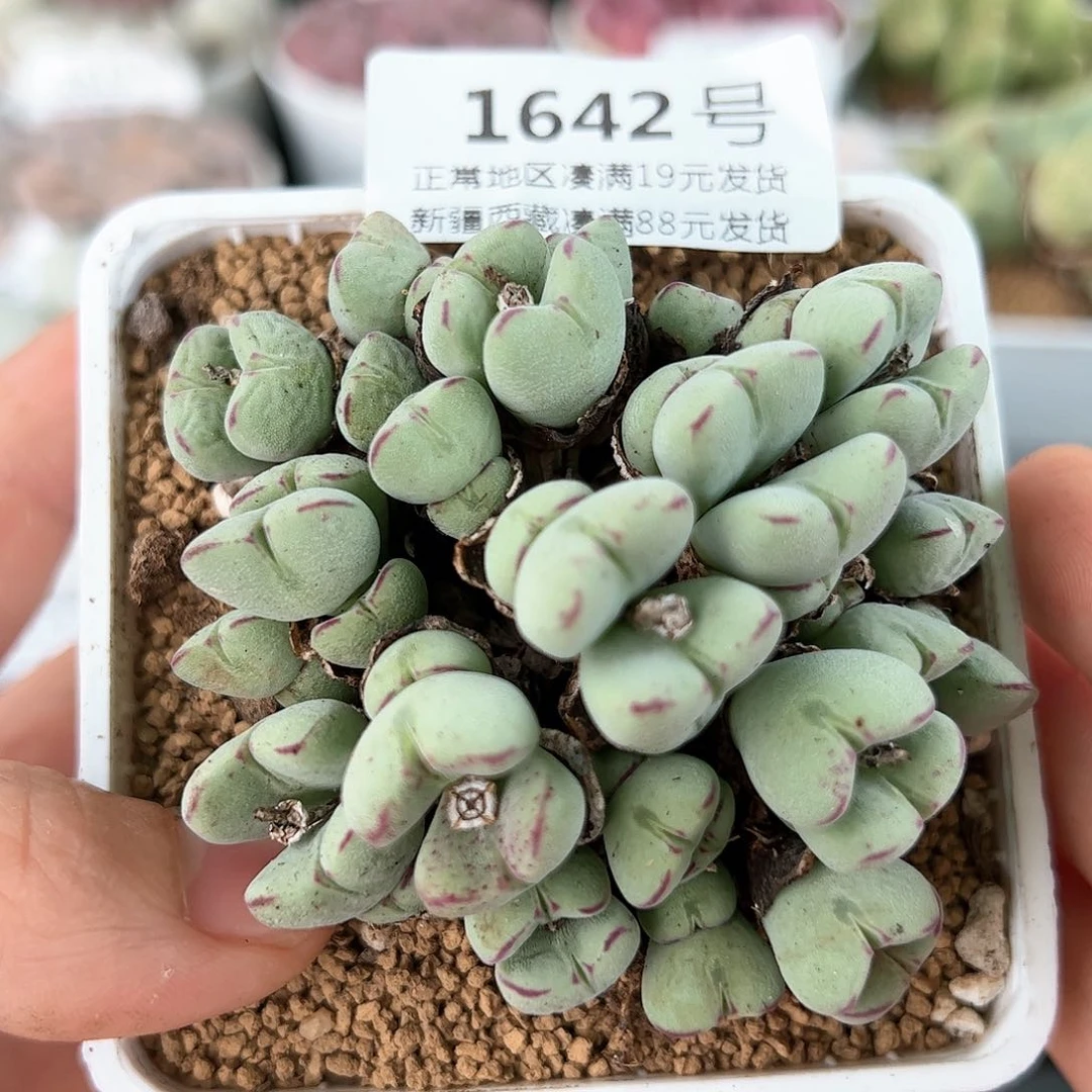 好养易活生石花大母本1642