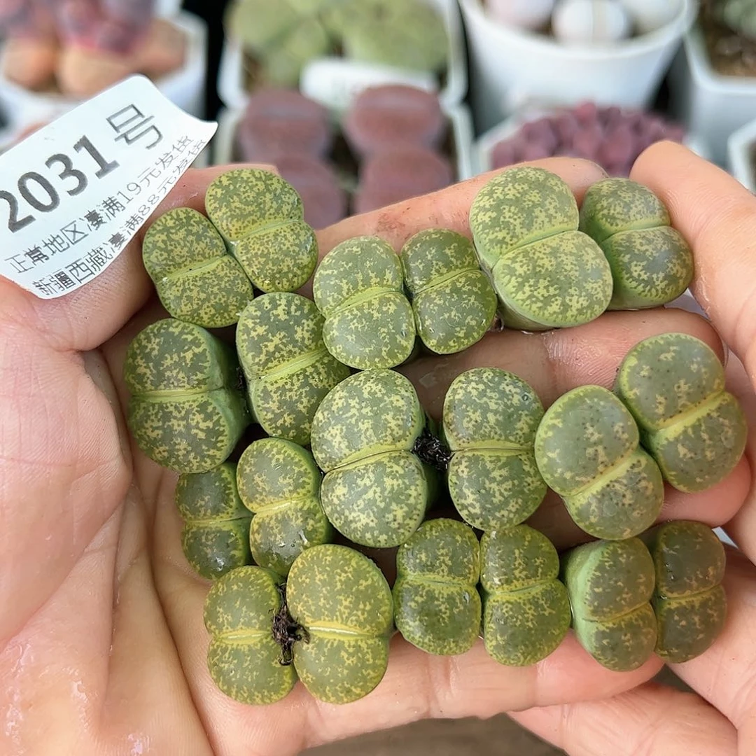 好养易活生石花大母本2031