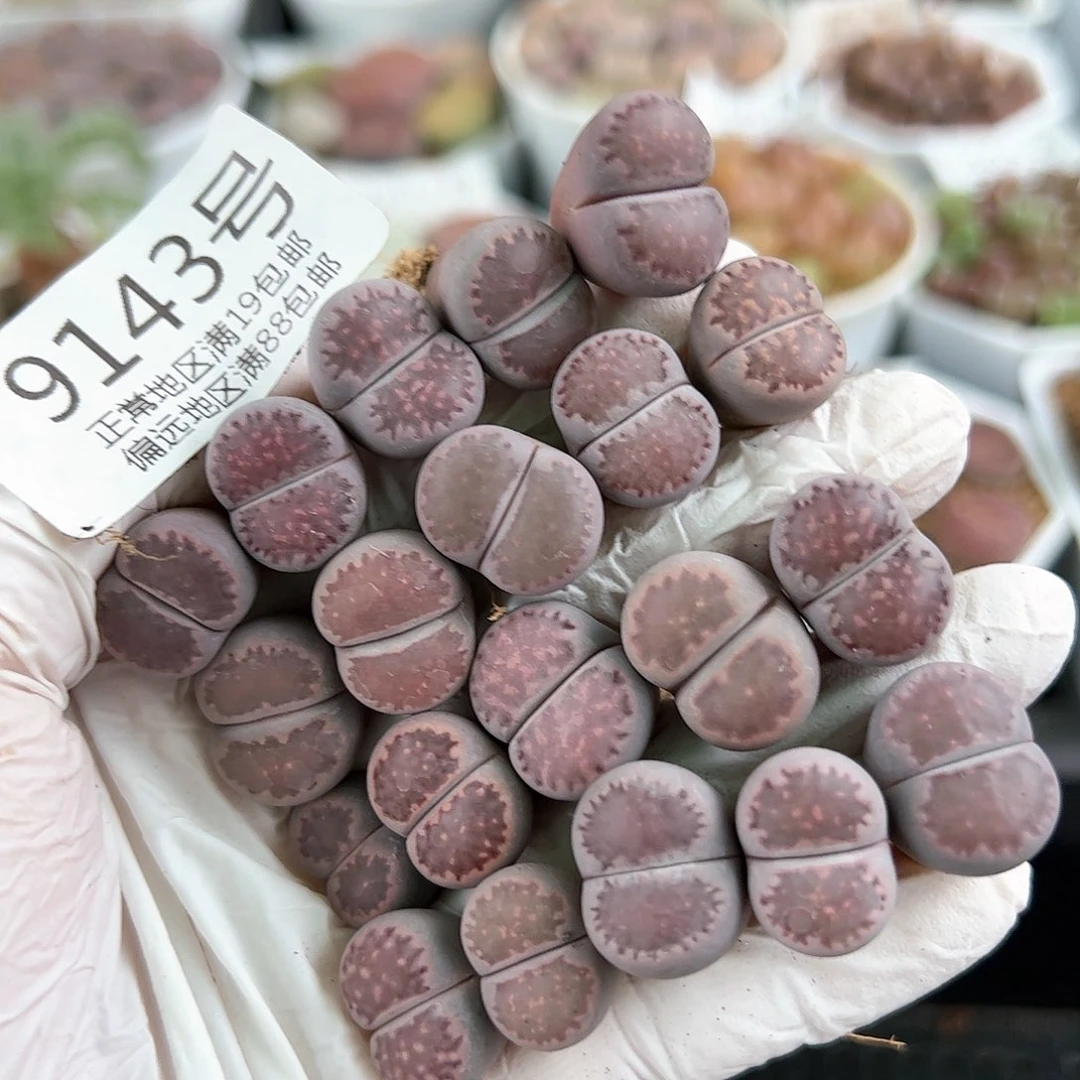 9143三年紫混20颗1.5cm左右