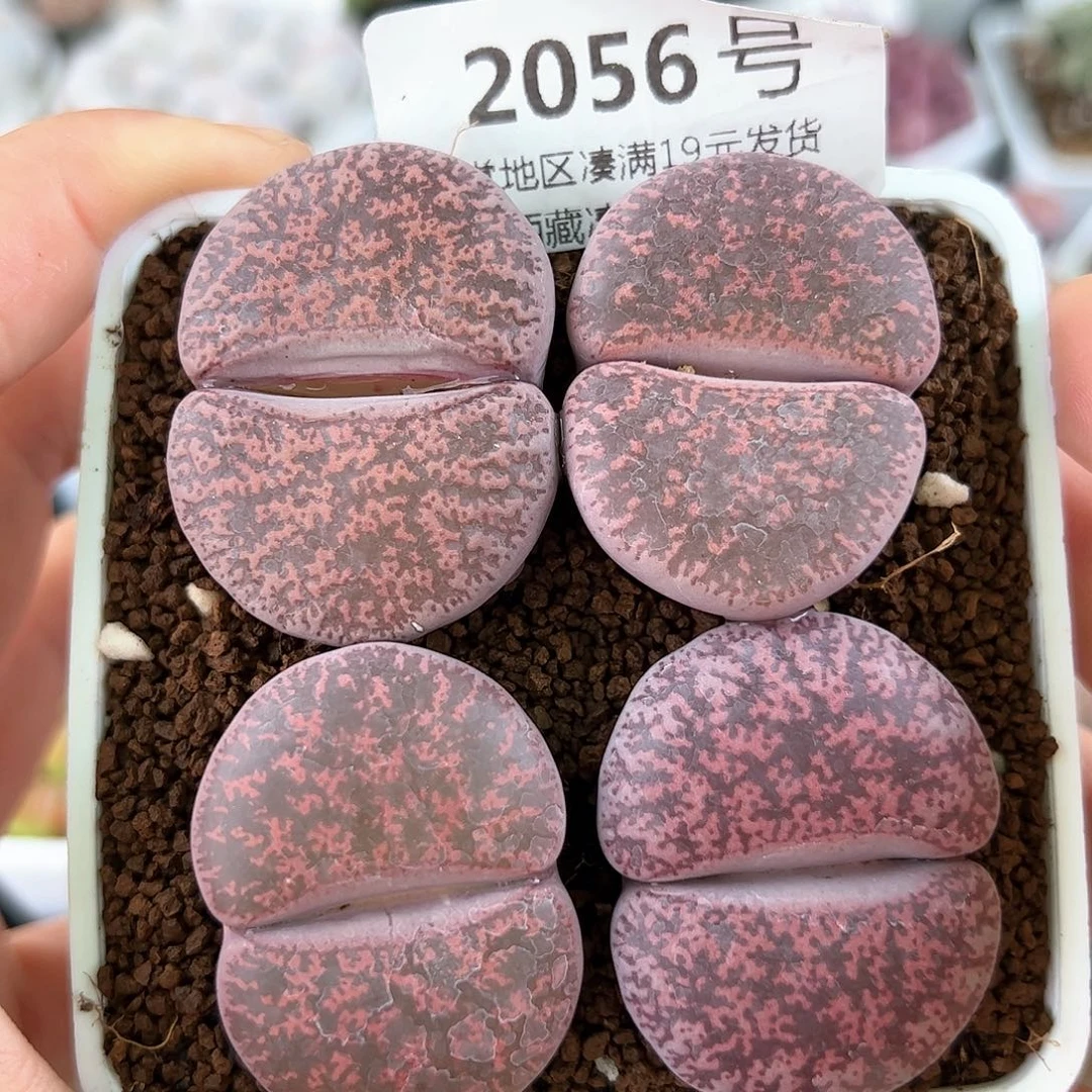 好养易活生石花大母本2056