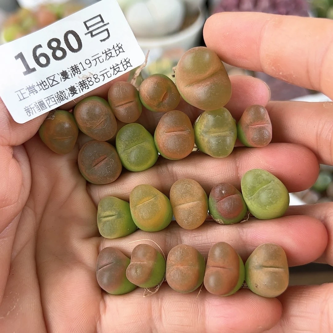 1680三年彩毛20颗1-1.5cm