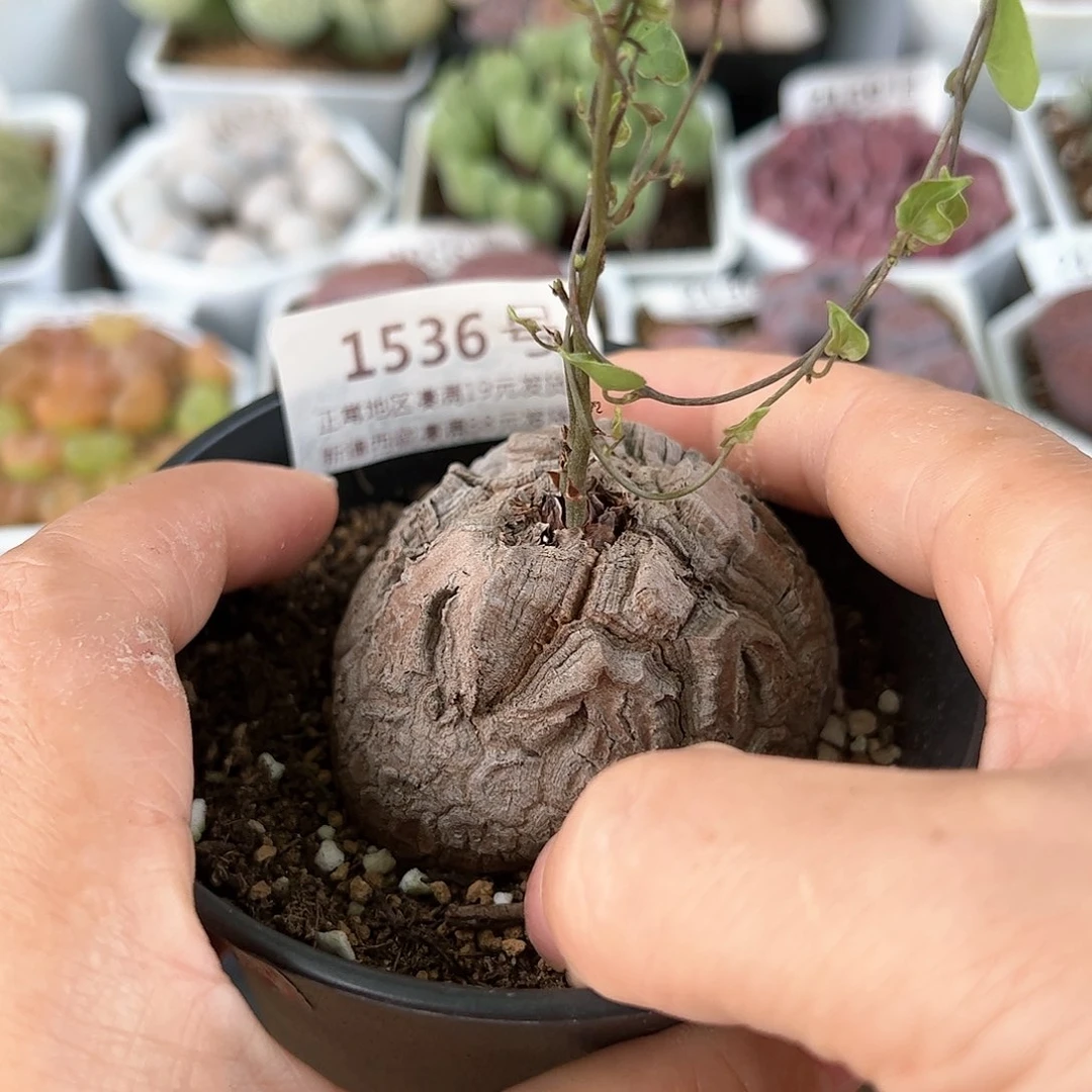 好养易活生石花大母本1536
