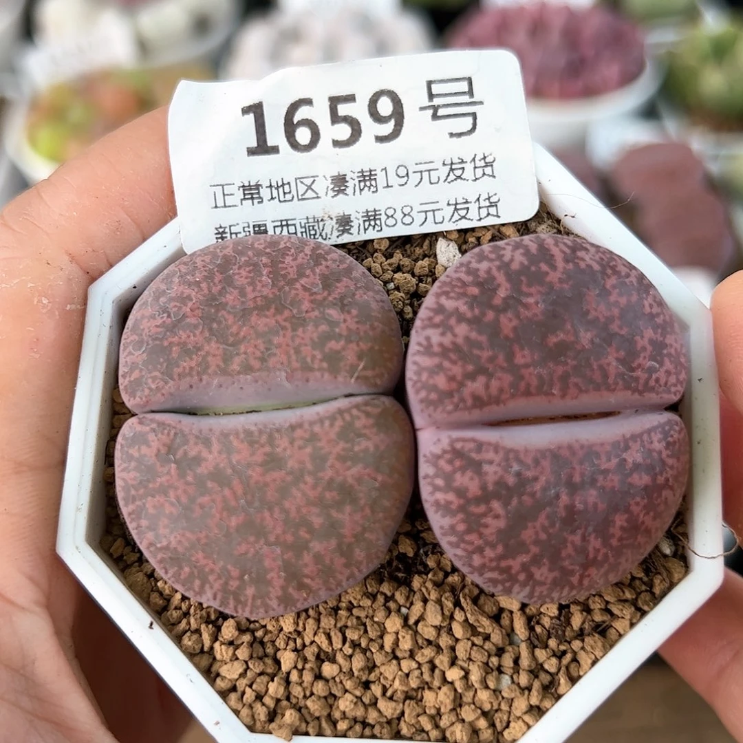 好养易活生石花大母本1659