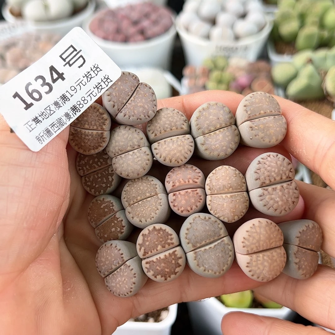 好养易活生石花大母本1634