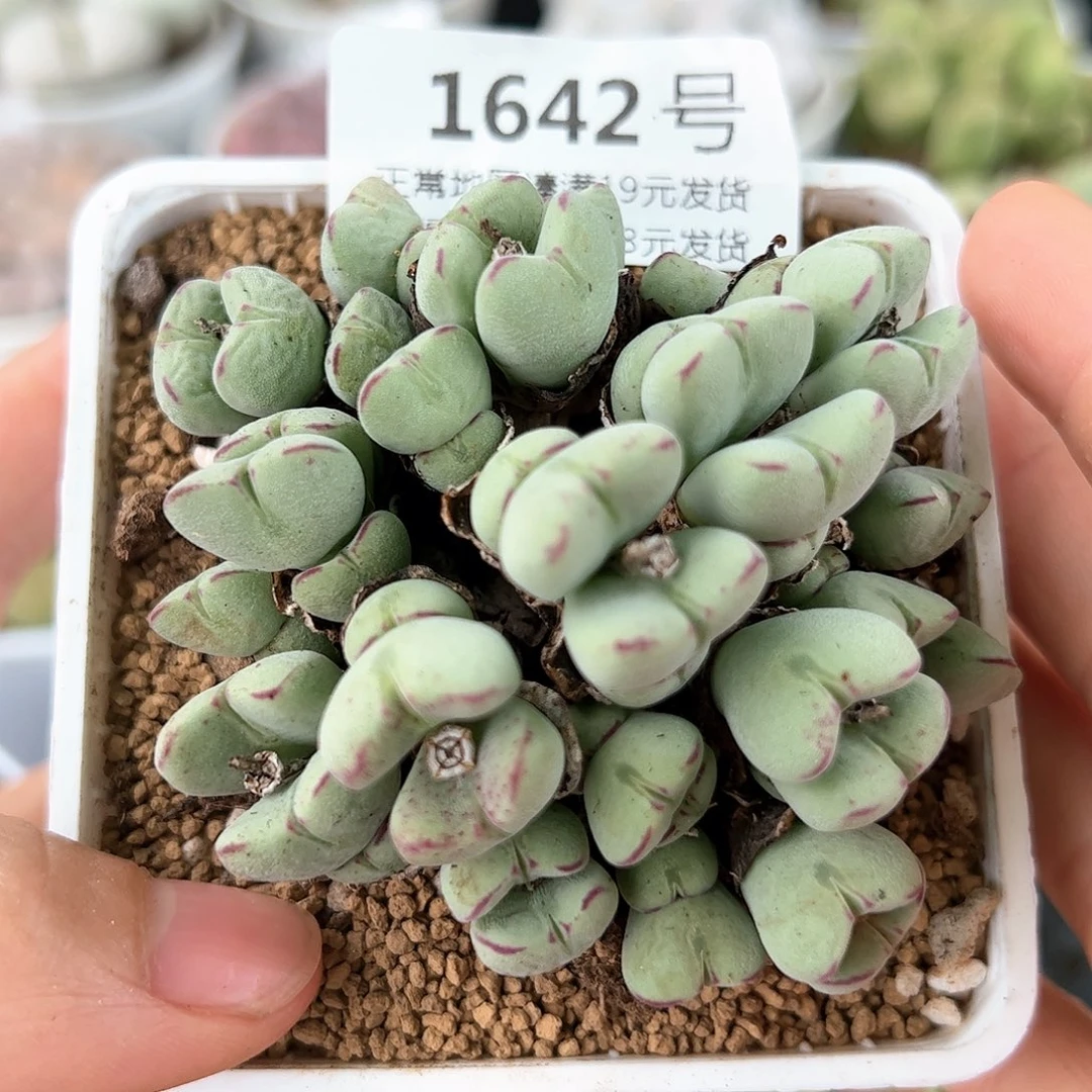好养易活生石花大母本1642
