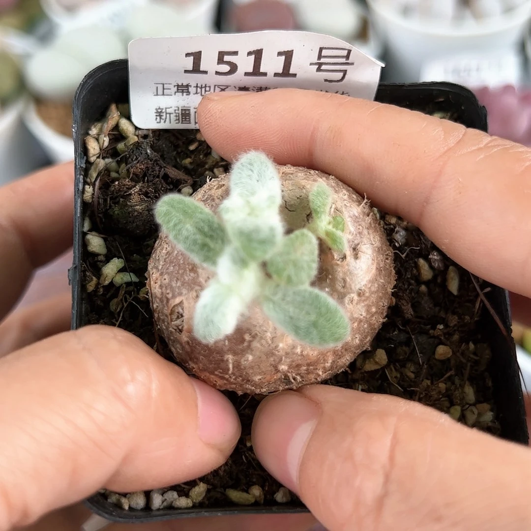 1511红花断崖女王3.5cm