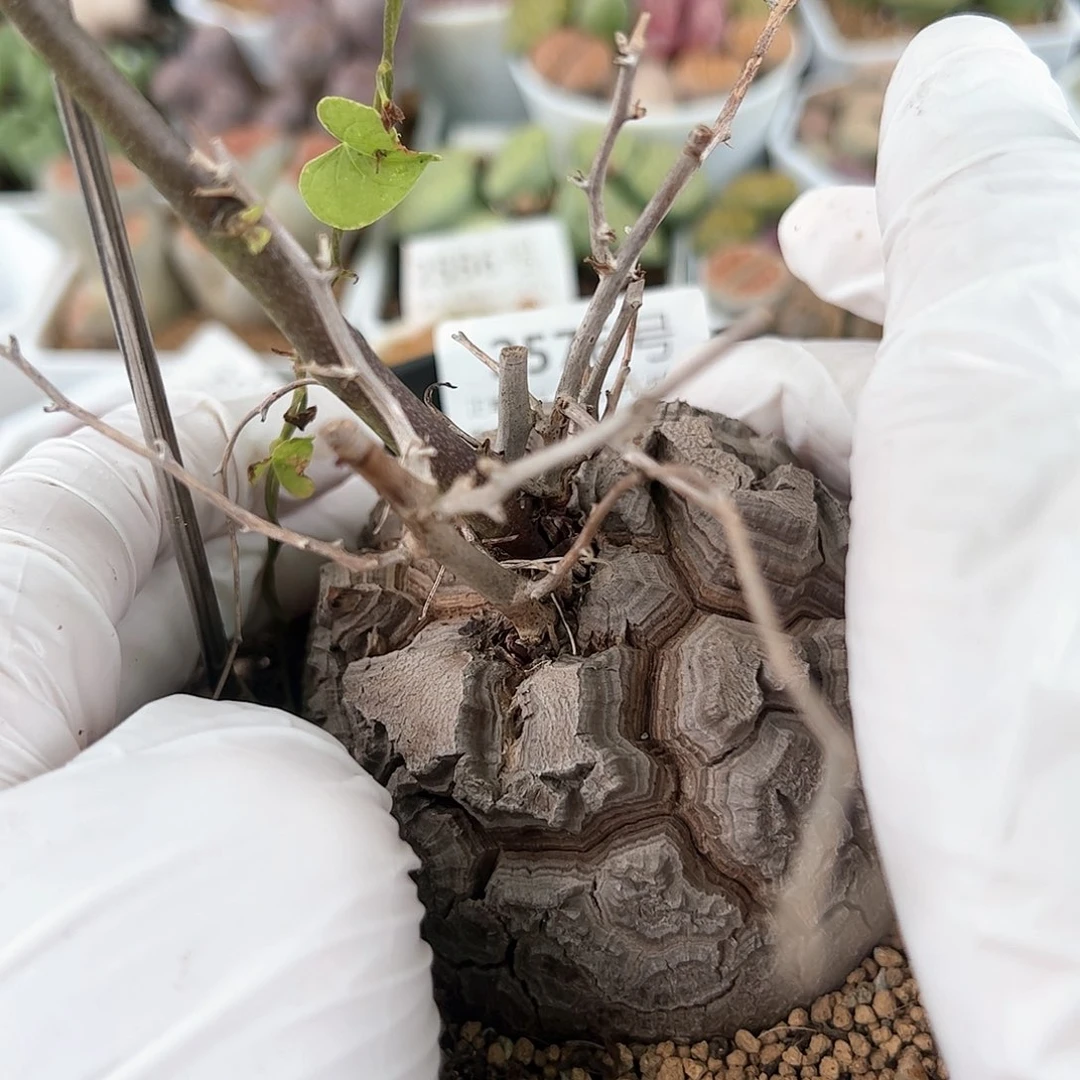 2576南非龟甲龙7.5cm