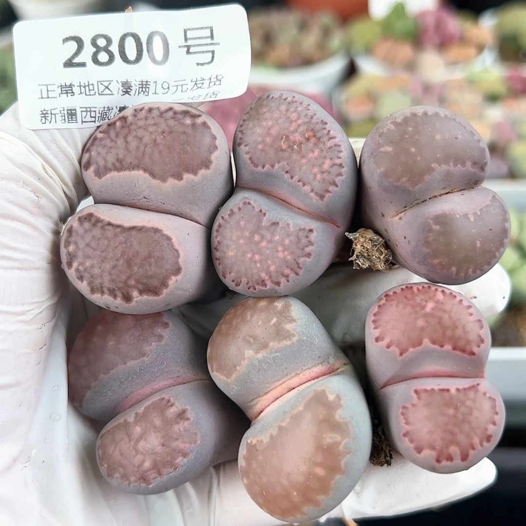 2800紫李大单头6颗3-4cm，腿长特价