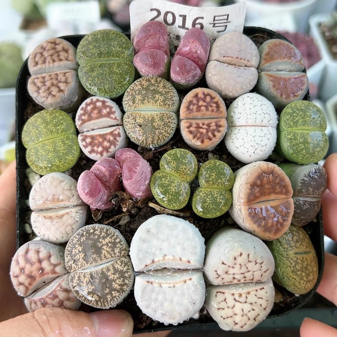 好养易活生石花大母本2016