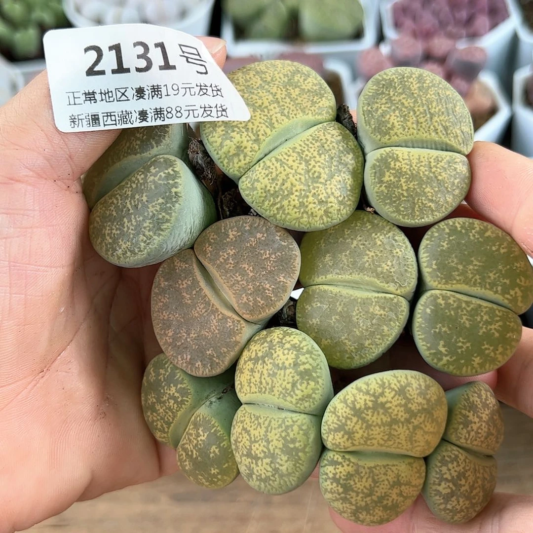 2131绿紫熏大单头10颗2.5-4cm