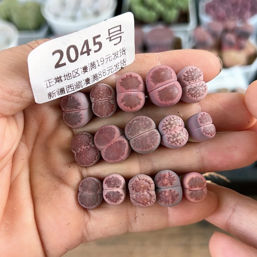 2045粉紫饼干15颗1-1.5cm