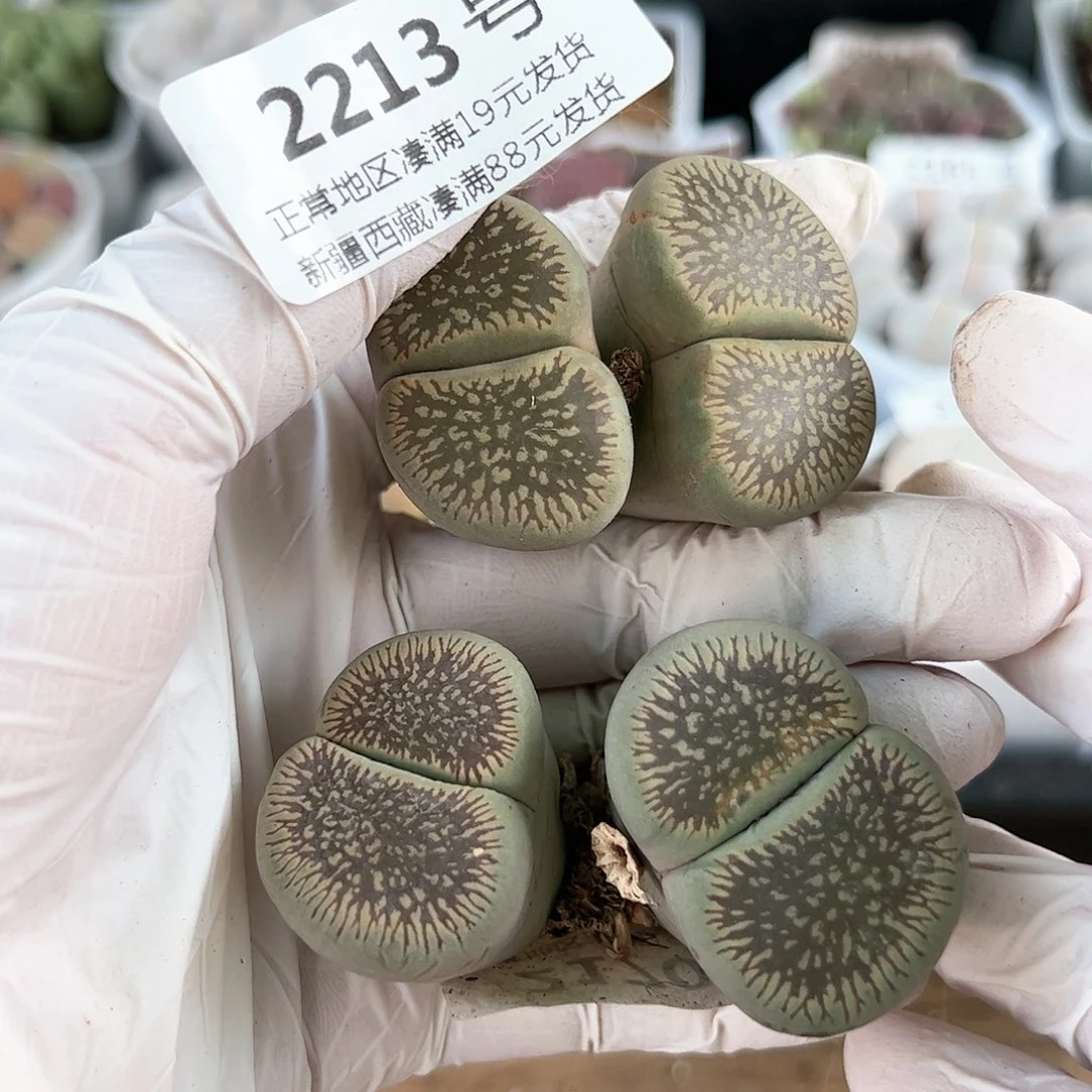 好养易活生石花大母本2213