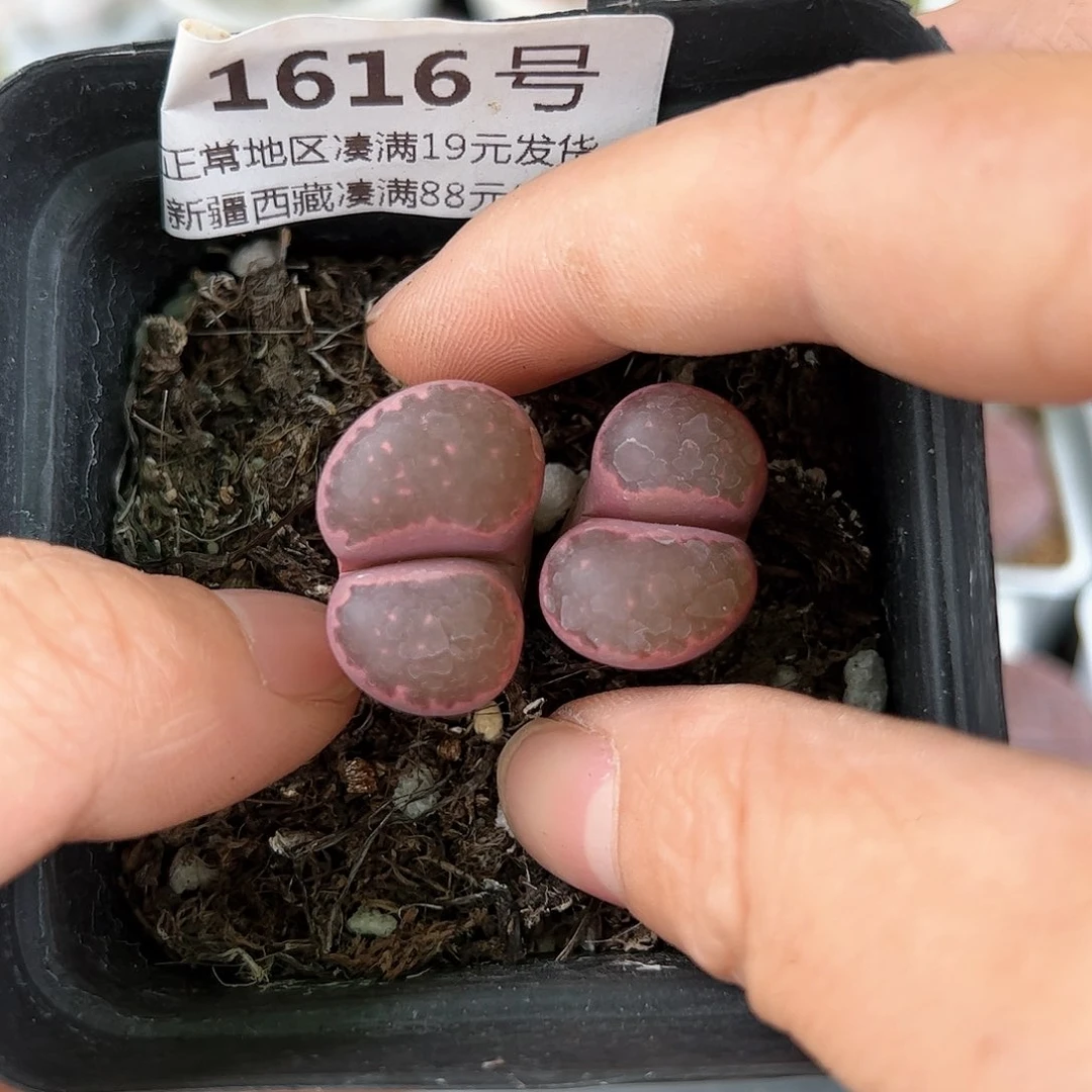 好养易活生石花大母本1616粉饼干双头腿长铽