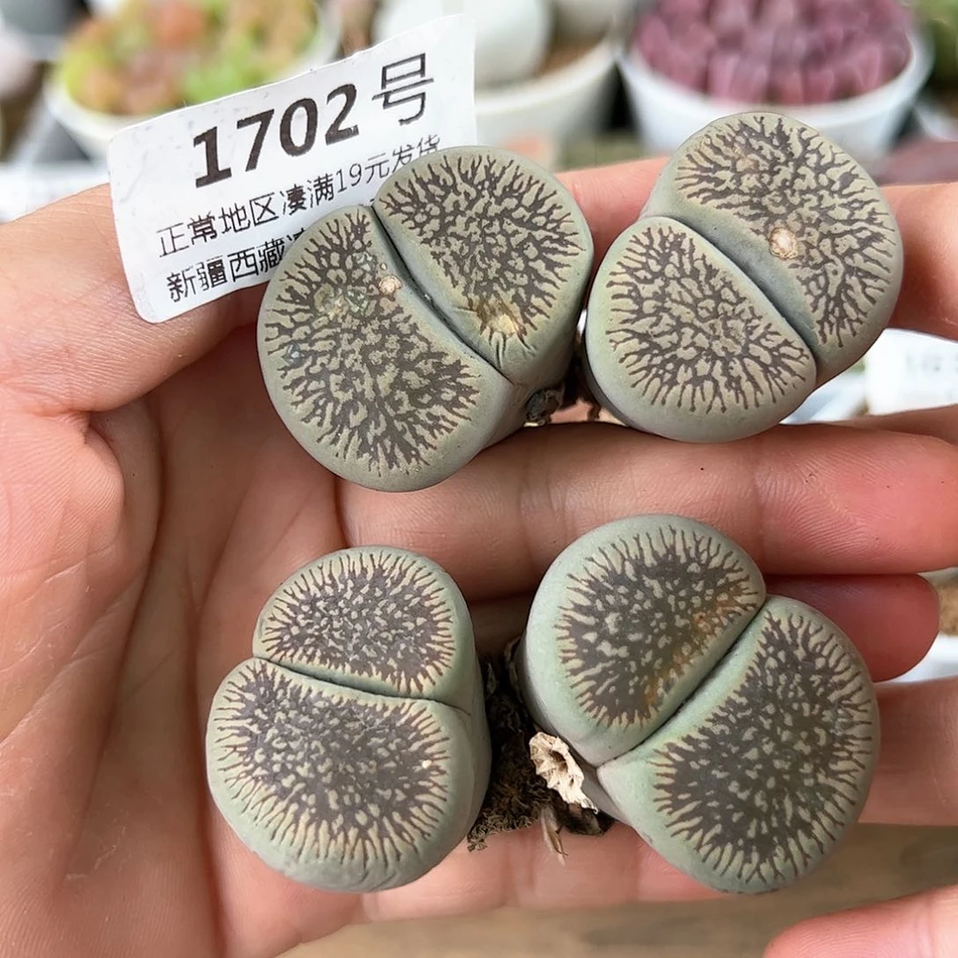 好养易活生石花大母本1702