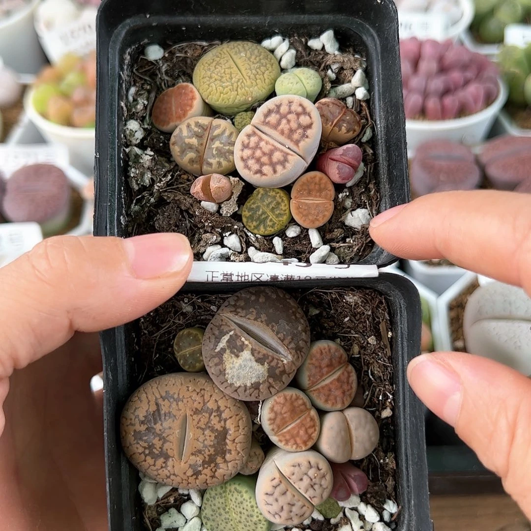 好养易活生石花大母本1643有点徒有点伤