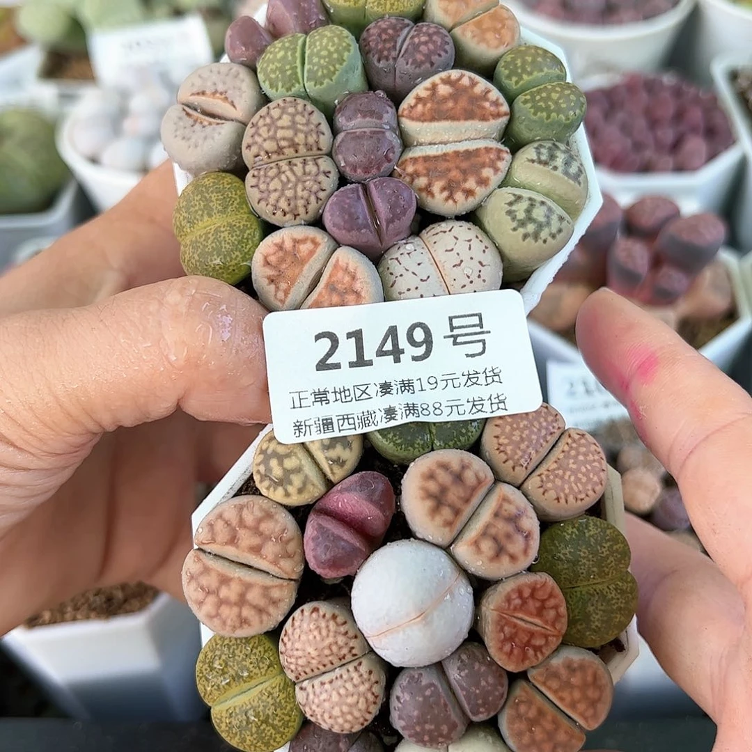 好养易活生石花大母本2149