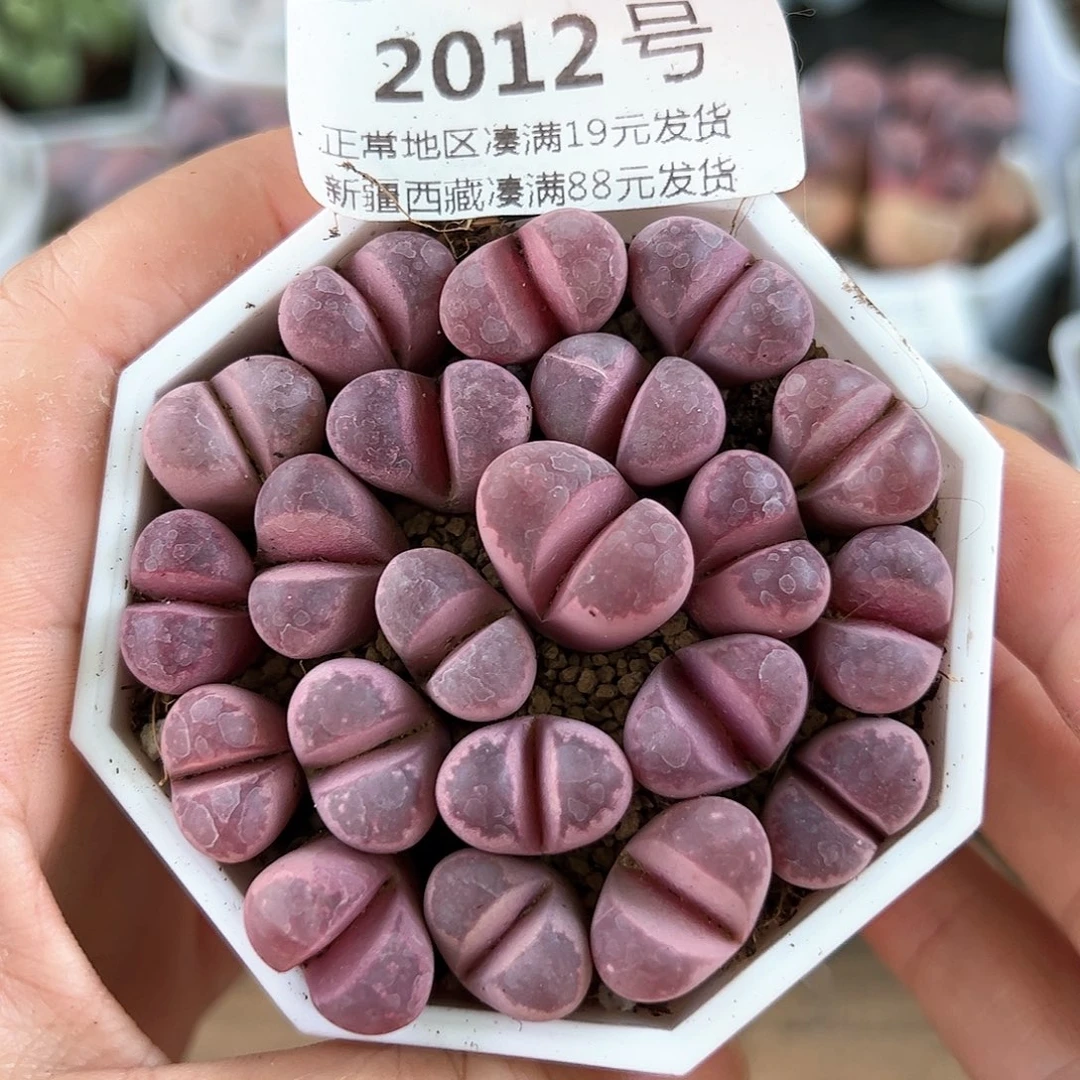 好养易活生石花大母本2012