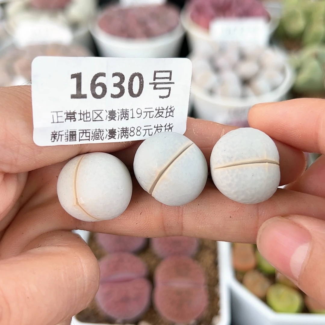 好养易活生石花大母本1630