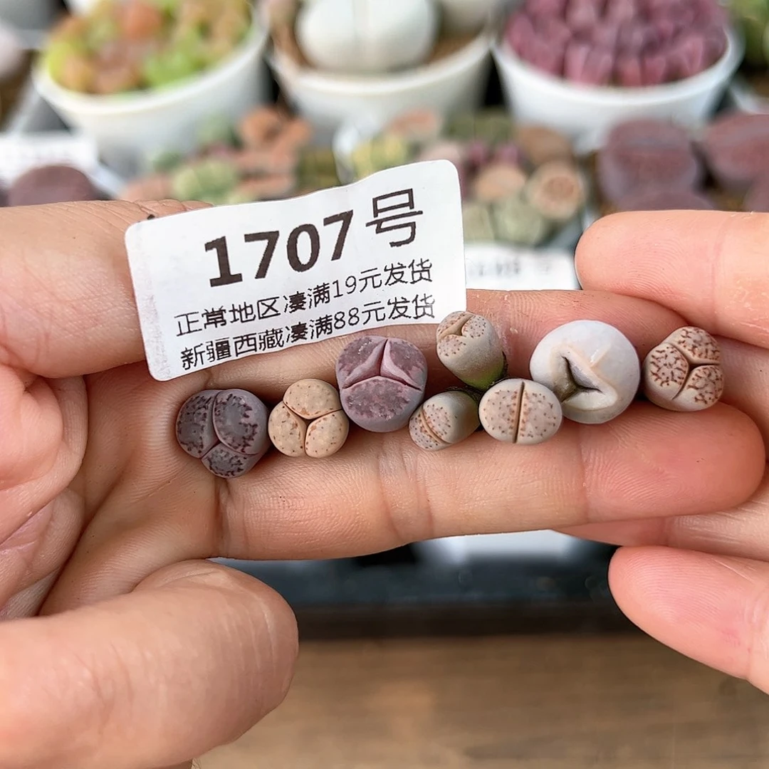 好养易活生石花大母本1707