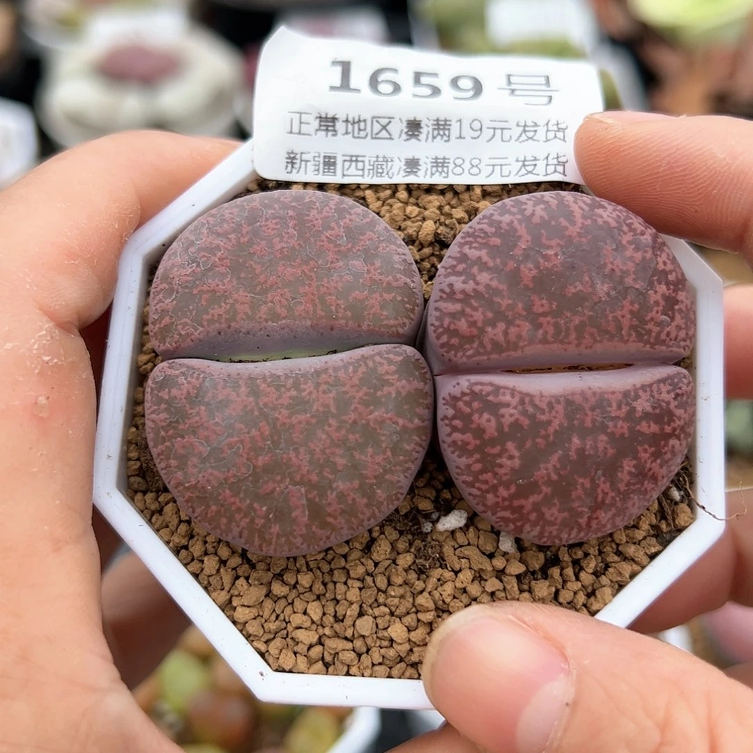 好养易活生石花大母本1659