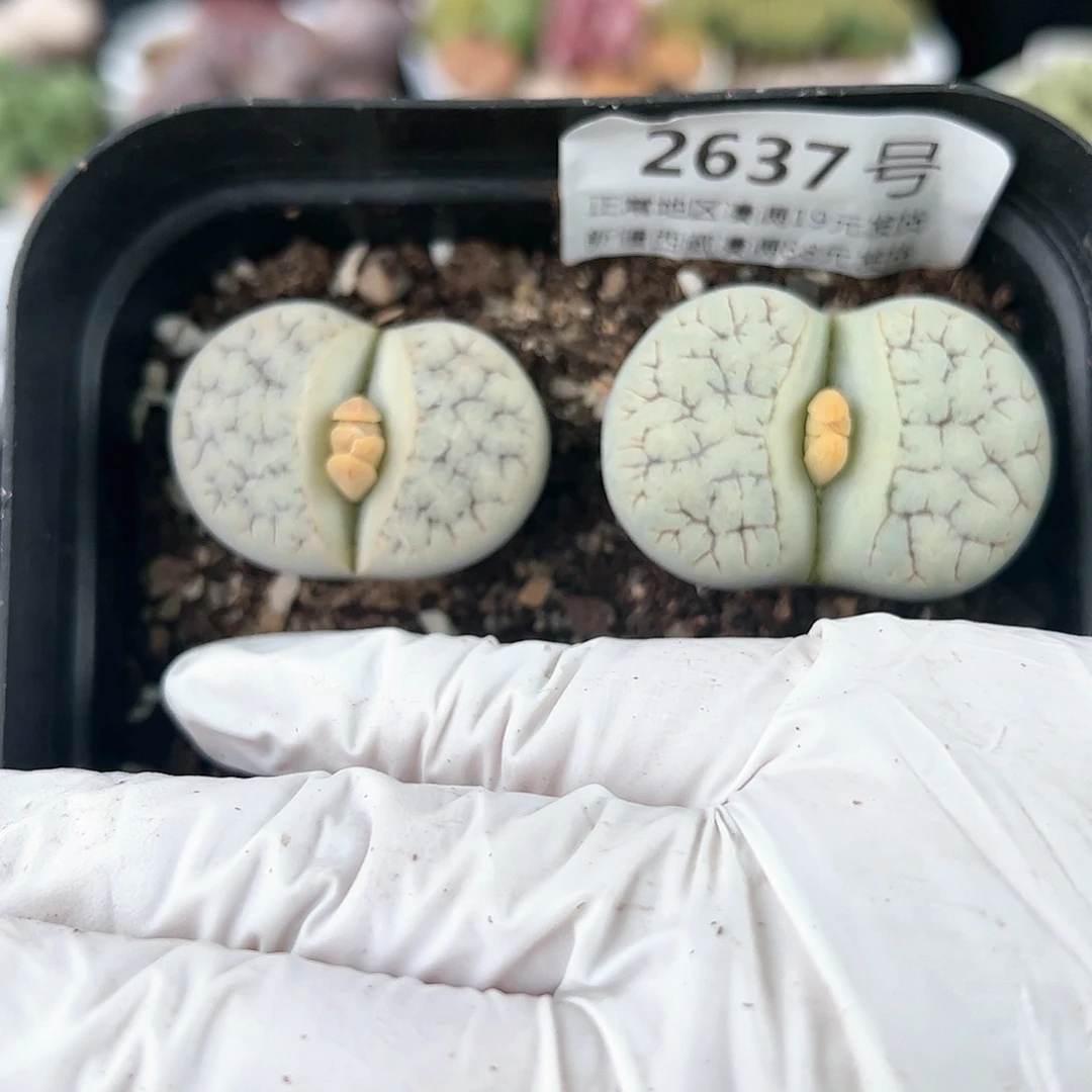 2637荒杂两颗3.2-3.8cm