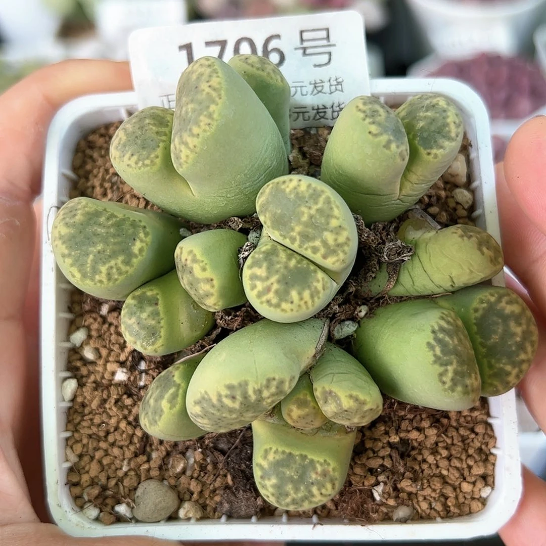 好养易活生石花大母本1706