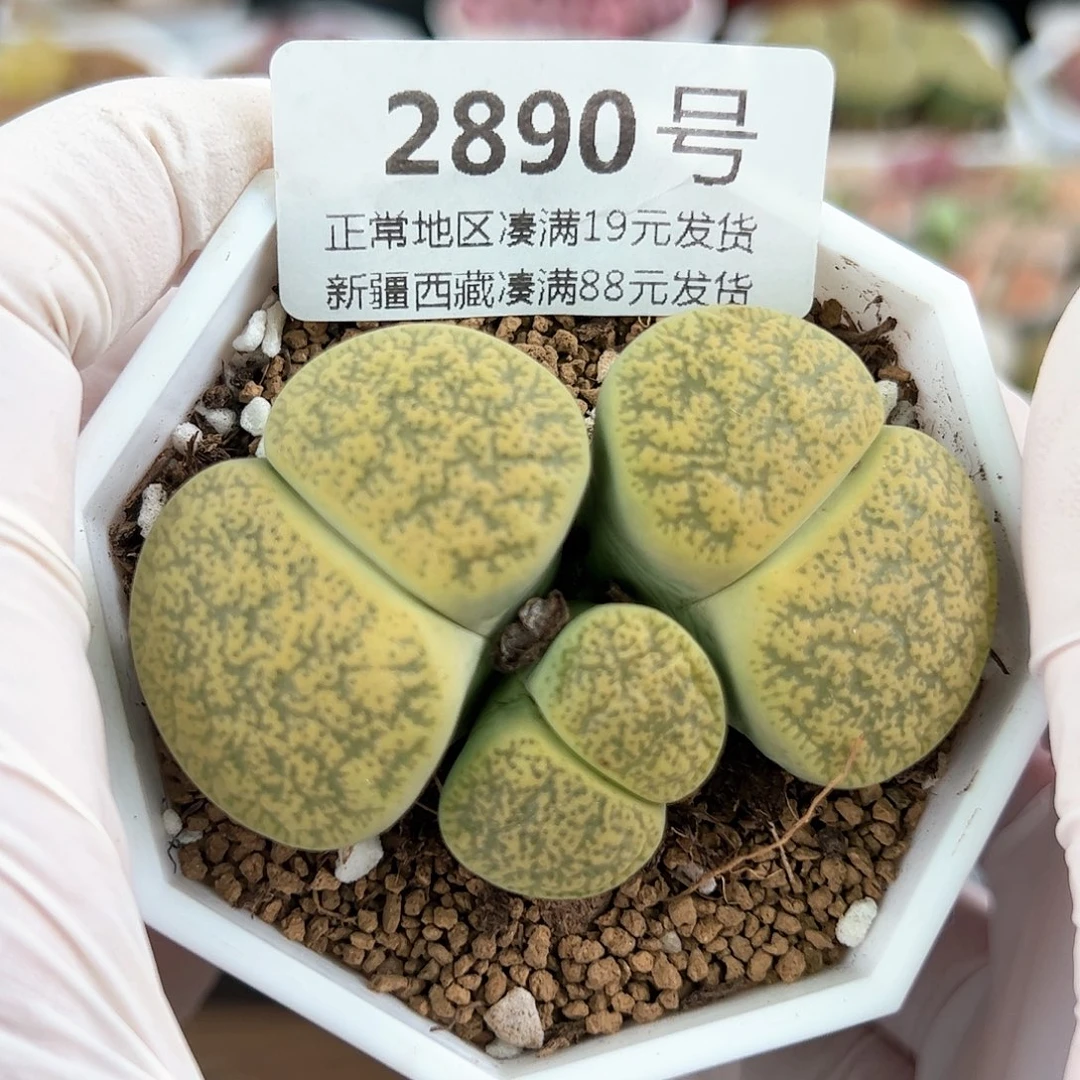 好养易活生石花大母本2890