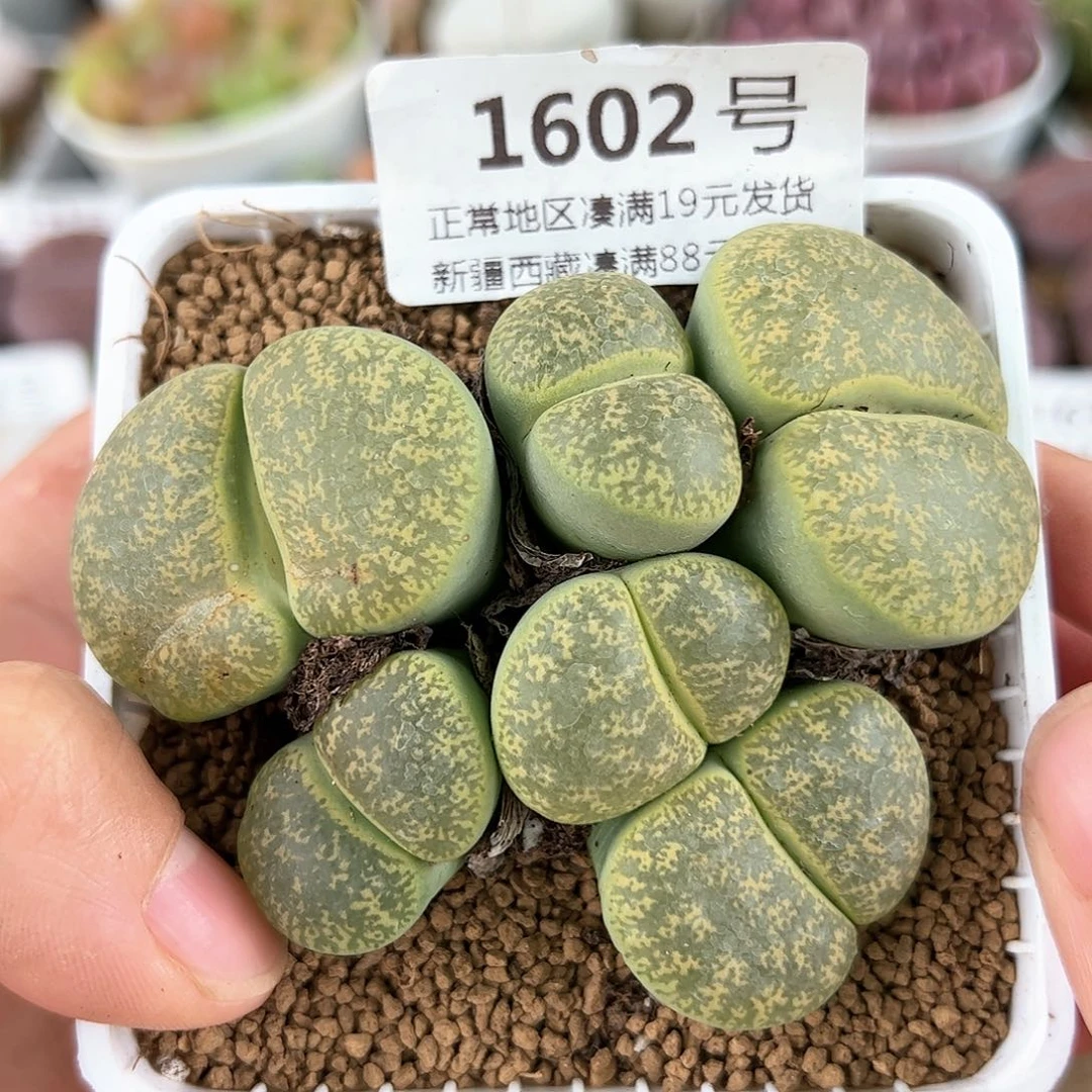 好养易活生石花大母本1602