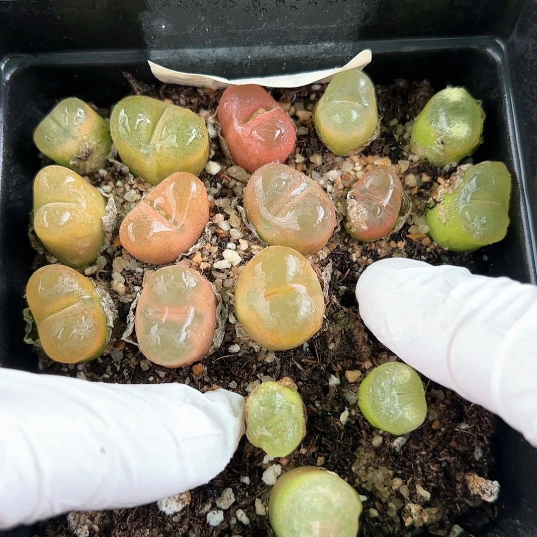 好养易活生石花大母本2530