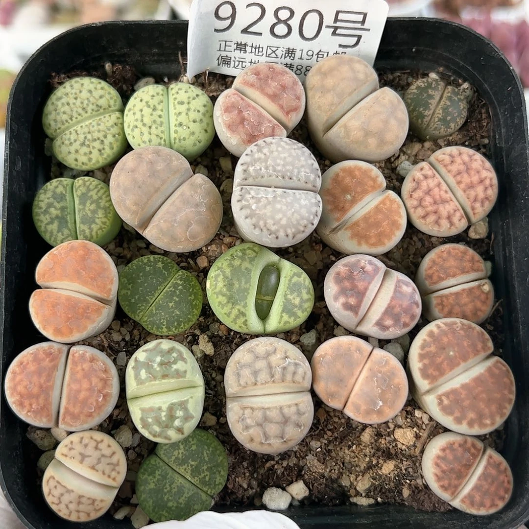 好养易活生石花大母本9280个别微徒特价