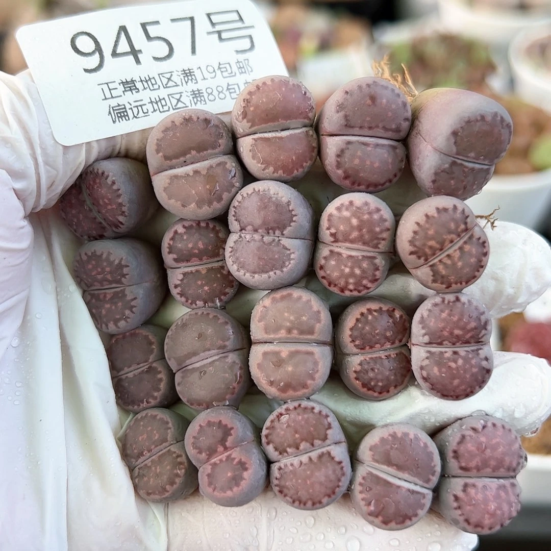 9457三年紫混20颗1.5cm左右