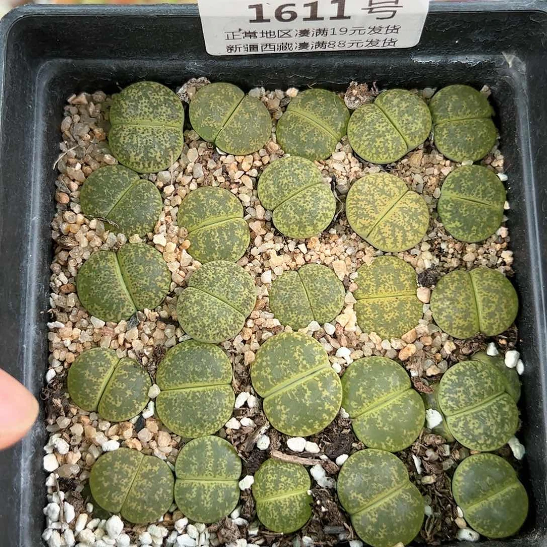 好养易活生石花大母本1611